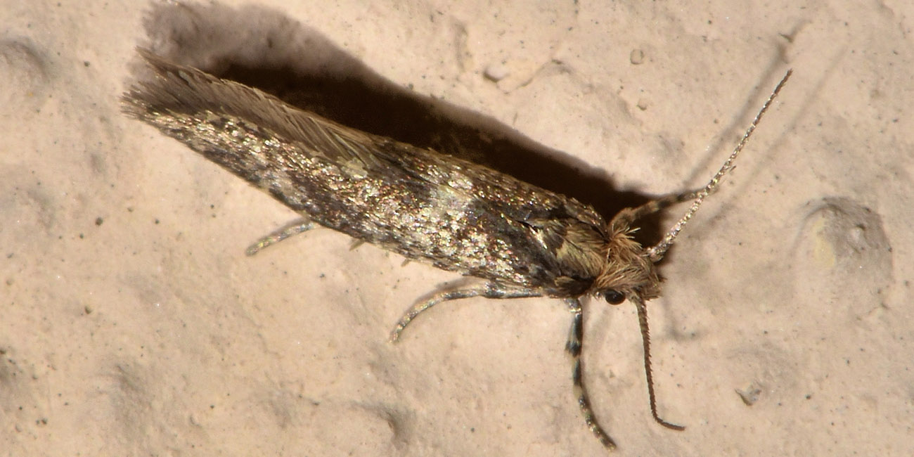 Tineidae?